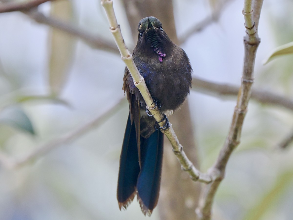 kolibřík modropláštíkový - ML617141104