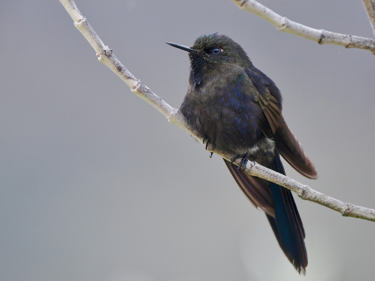 kolibřík modropláštíkový - ML617141105