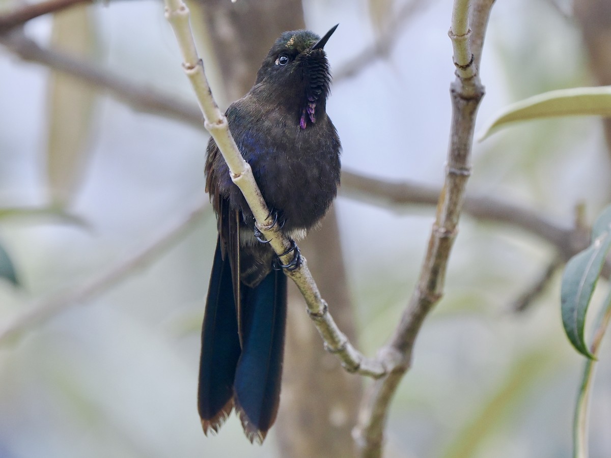 Blue-mantled Thornbill - ML617141106