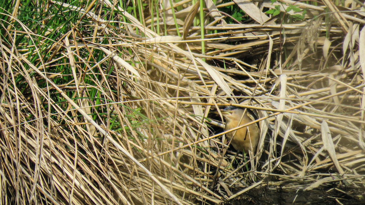 Little Bittern - ML617141119