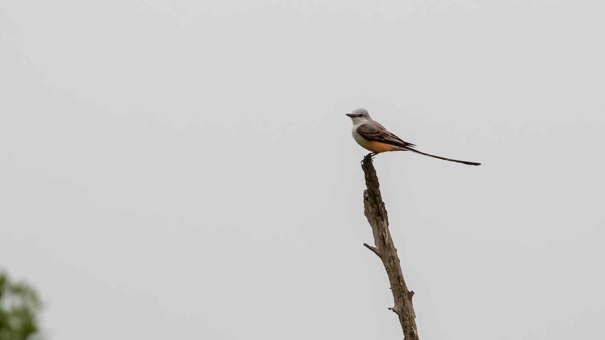 Scissor-tailed Flycatcher - Ivar Husa