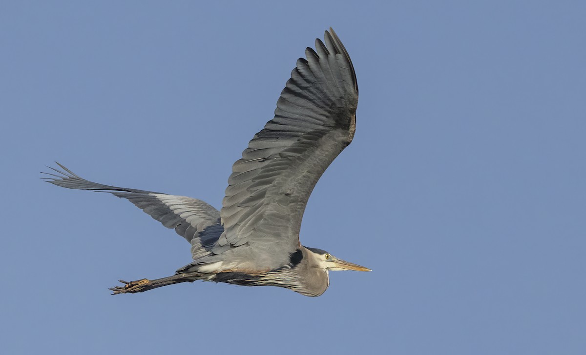 Great Blue Heron - ML617141130