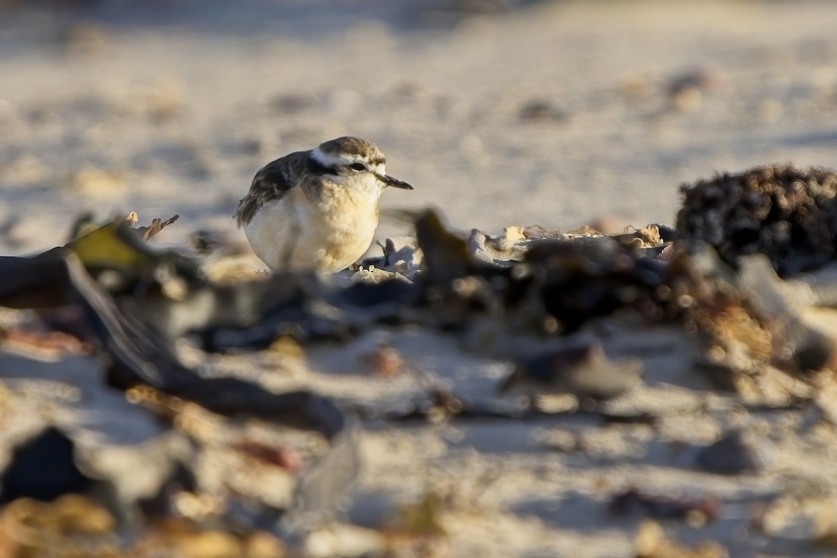 Kittlitz's Plover - ML617141134