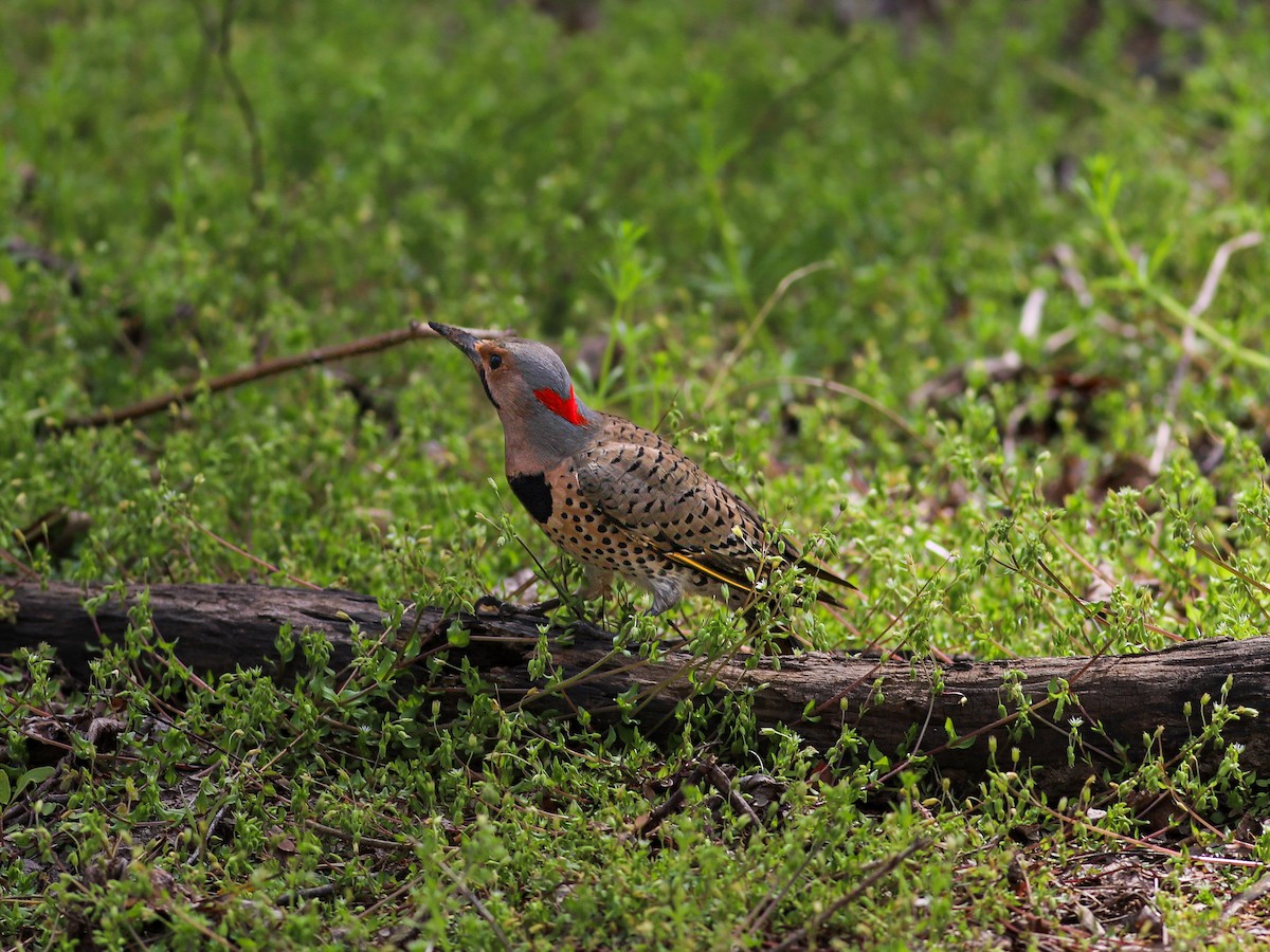 Northern Flicker - ML617141172