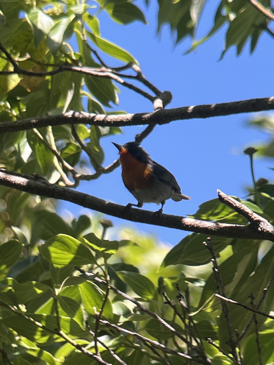 Flame-throated Warbler - ML617141175