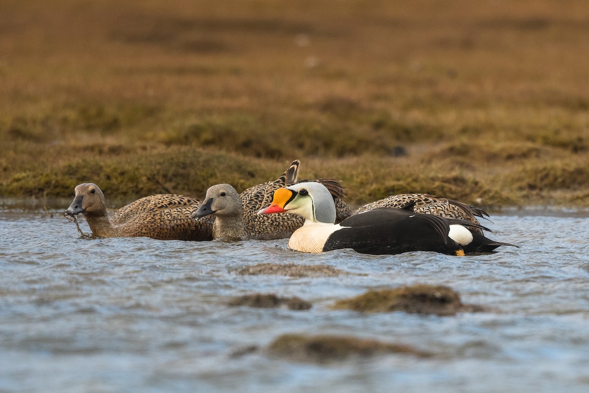 King Eider - ML617141205