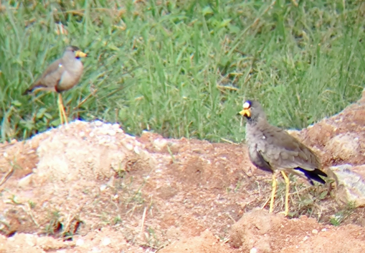 Wattled Lapwing - ML617141212