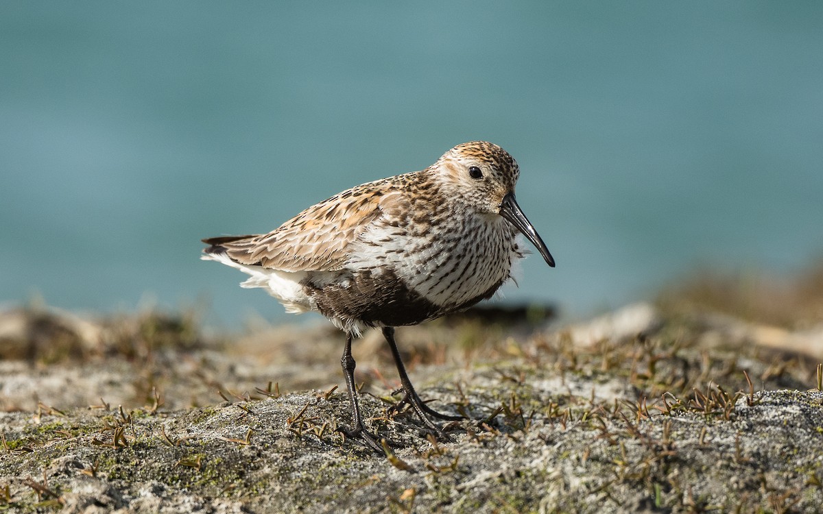 Dunlin - ML617141219