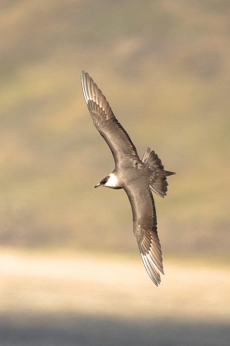 Parasitic Jaeger - ML617141224