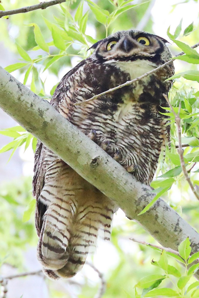 Great Horned Owl - Don Sterba