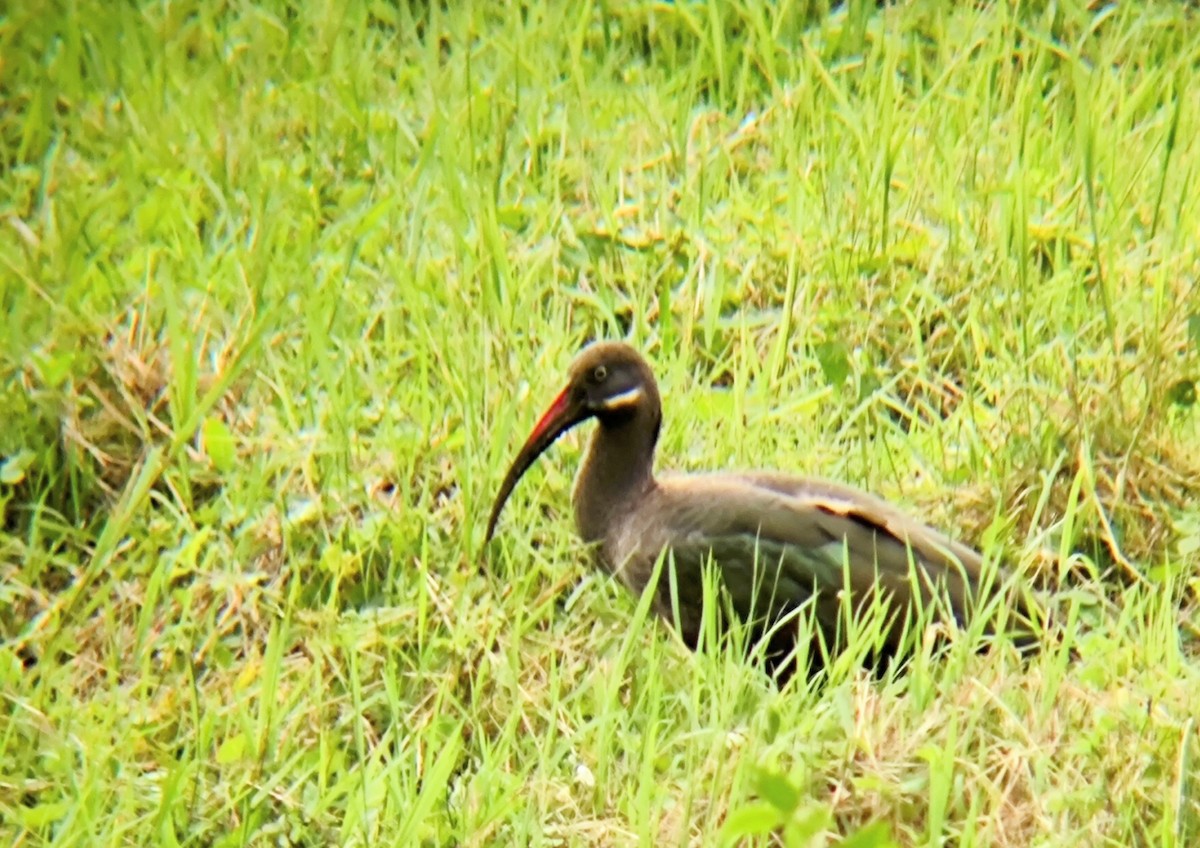 Hadada Ibis - André Kamphuis