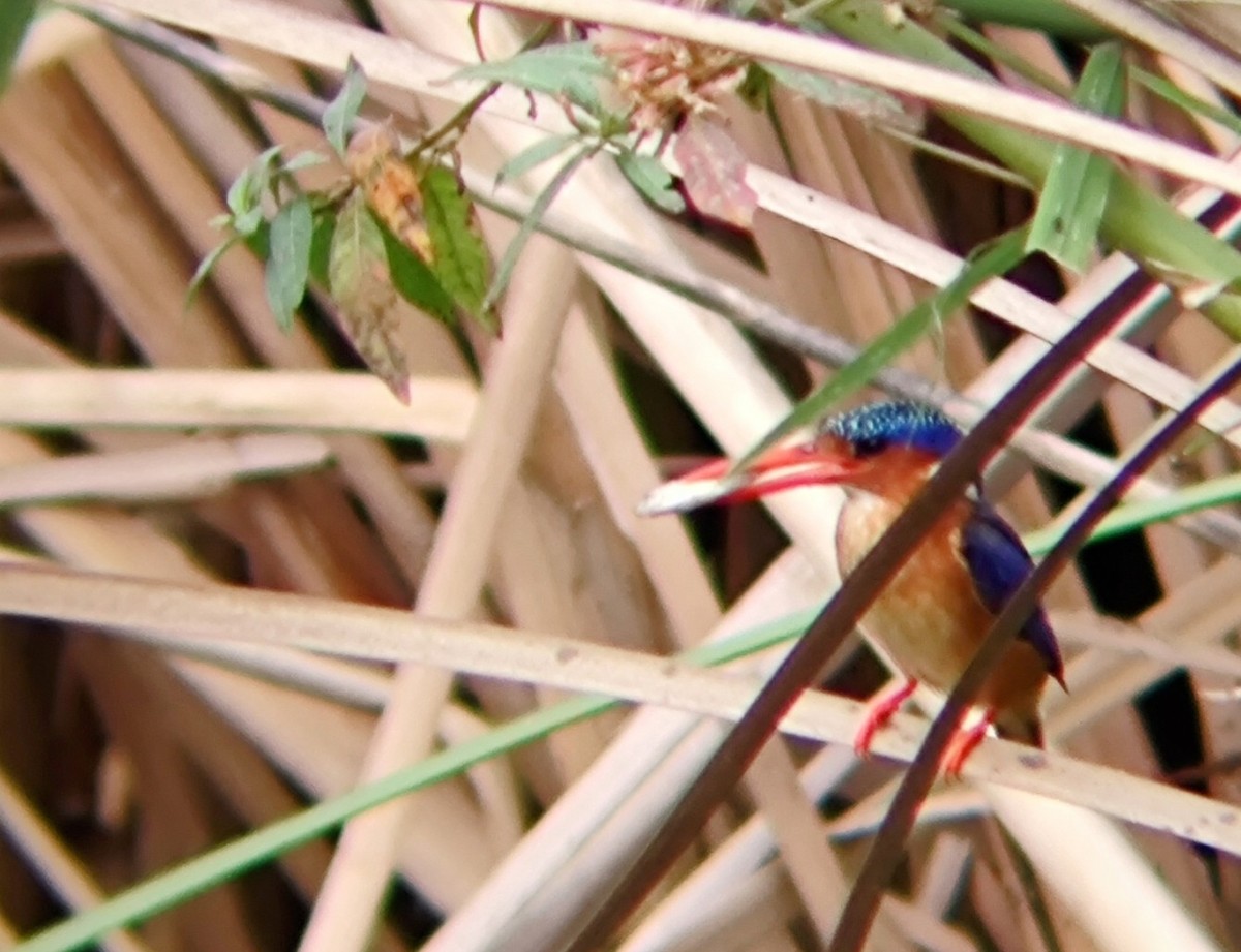 Malachite Kingfisher - ML617141238