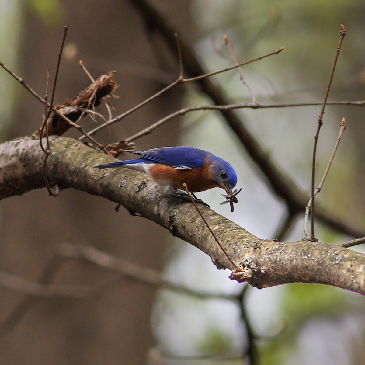 Eastern Bluebird - ML617141262