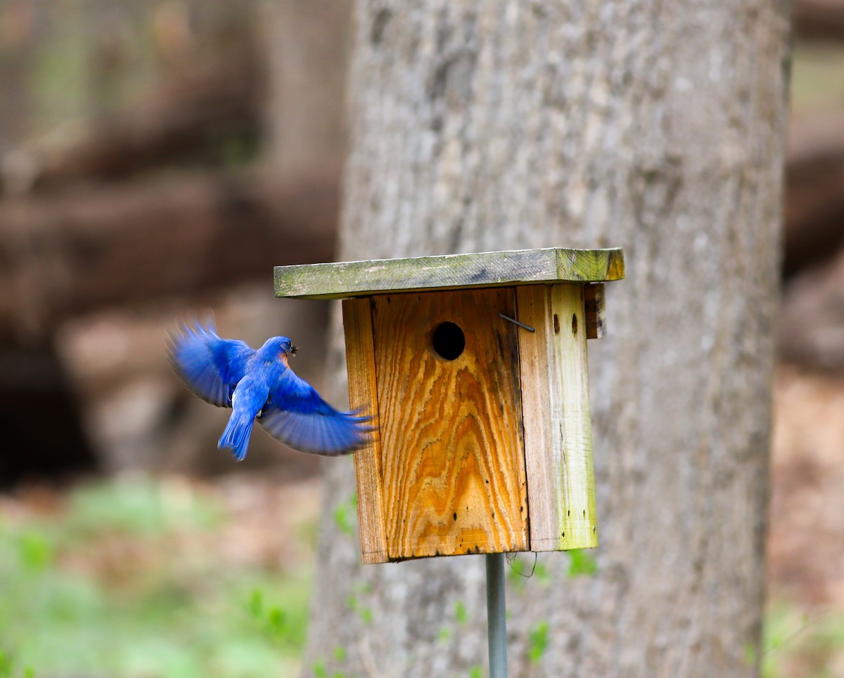 Eastern Bluebird - ML617141269