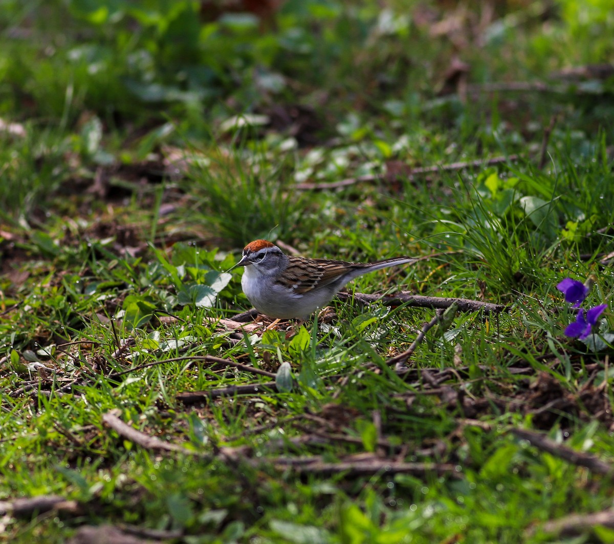 Chipping Sparrow - ML617141276