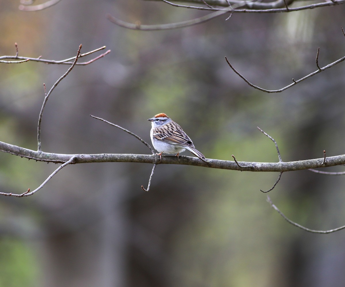 Chipping Sparrow - ML617141277
