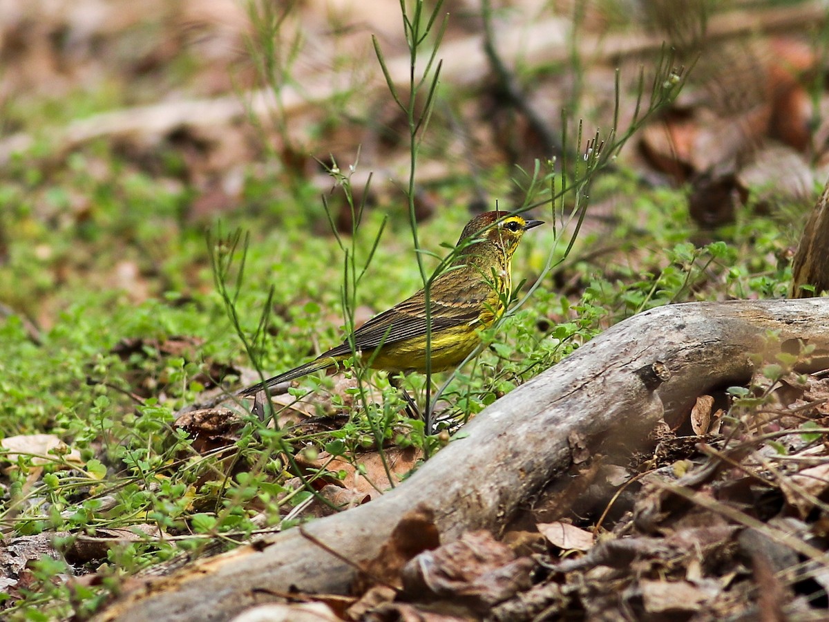 Palm Warbler - Rachel Ribeiro