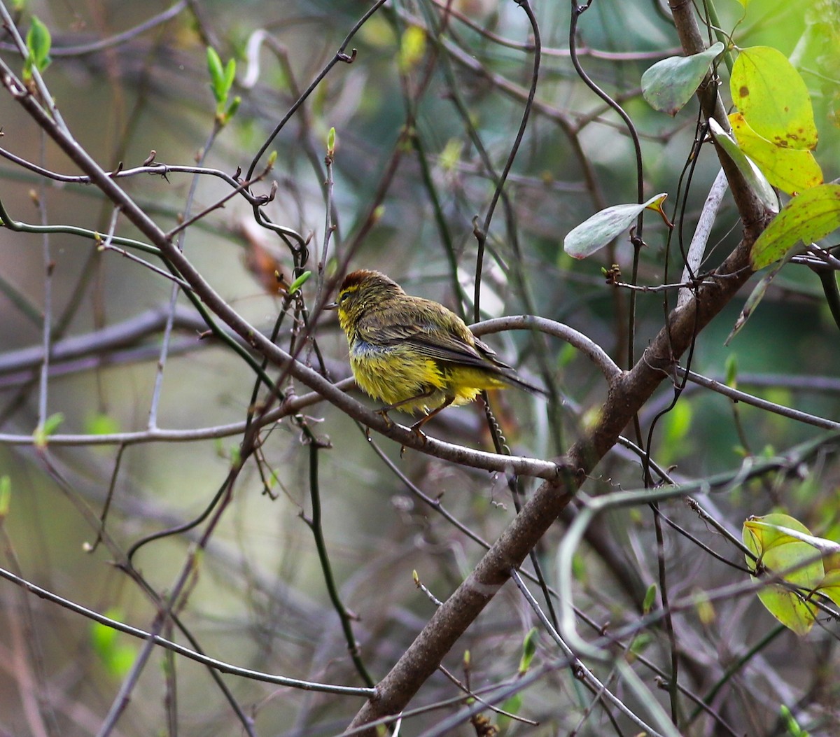 Palm Warbler - ML617141287