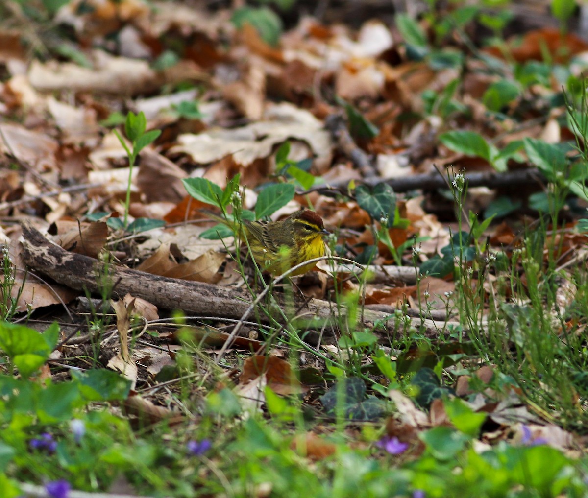 Palm Warbler - ML617141288