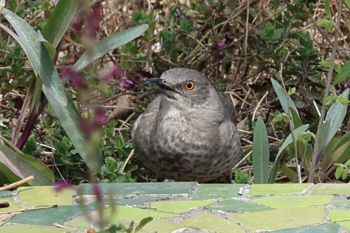 Curve-billed Thrasher - ML617141331