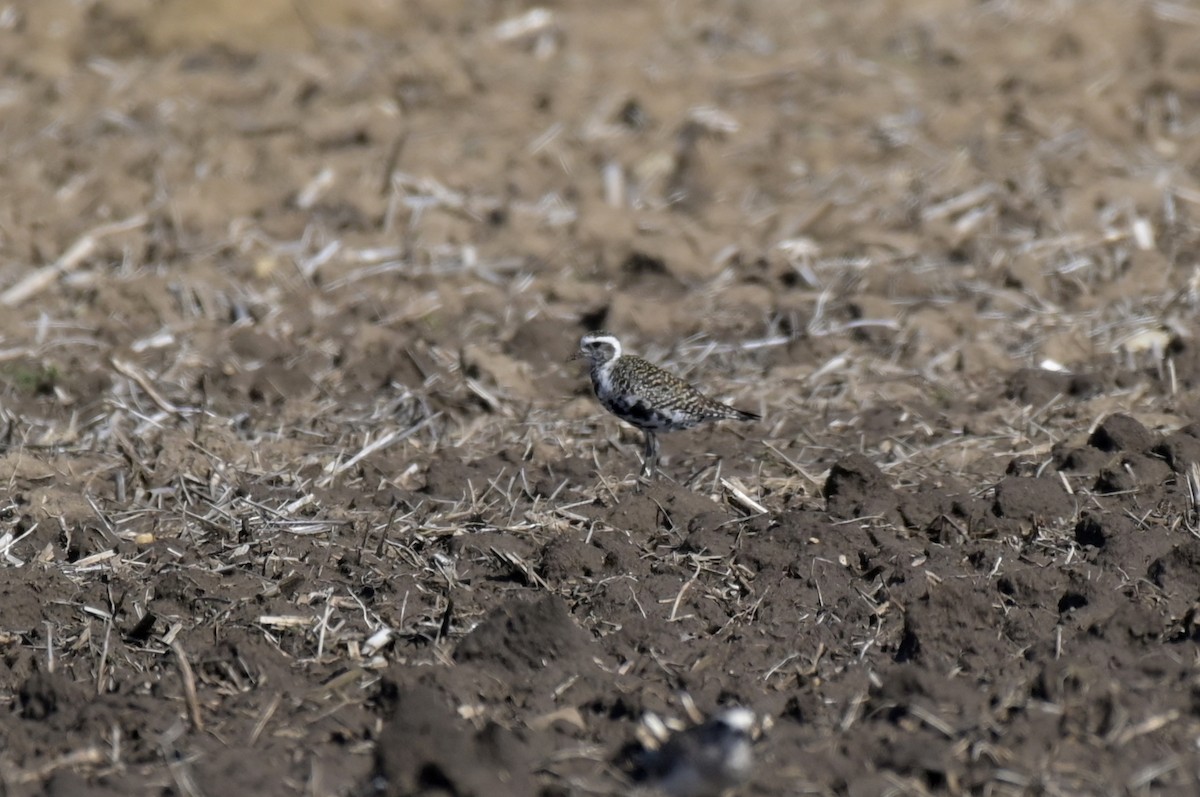 American Golden-Plover - ML617141339