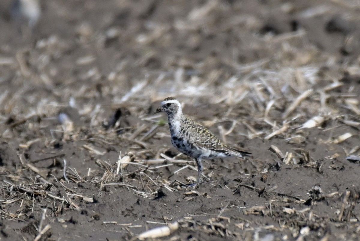 American Golden-Plover - Doug Wade