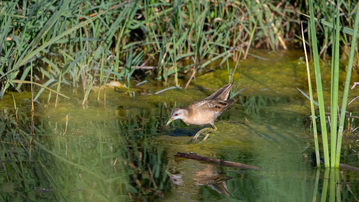 Little Crake - ML617141345