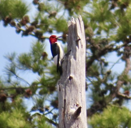 Red-headed Woodpecker - ML617141360