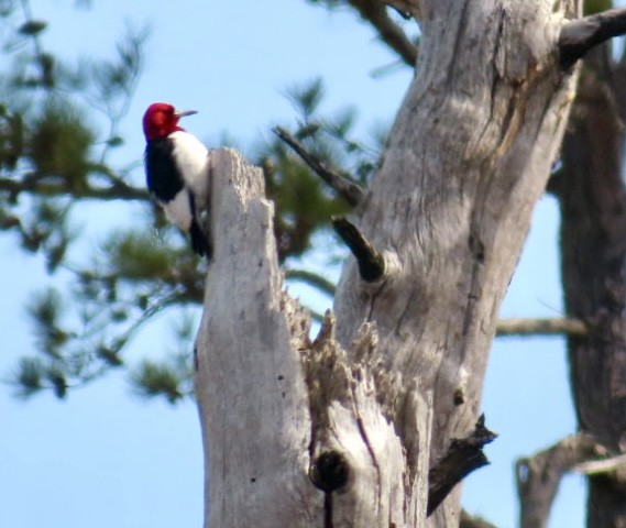 Red-headed Woodpecker - ML617141361