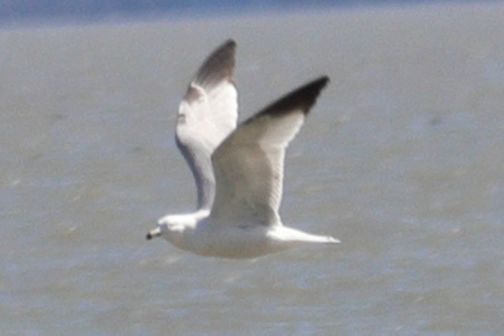 Ring-billed Gull - ML617141378