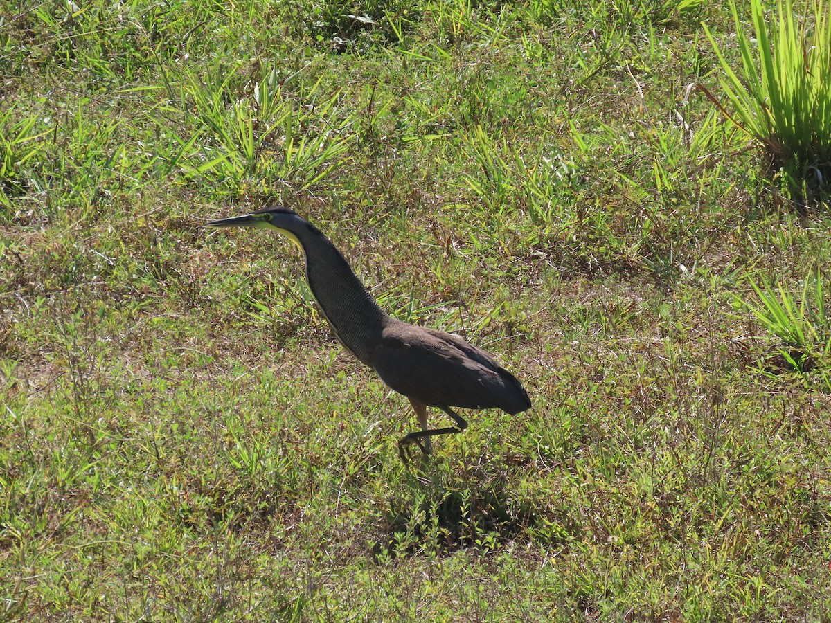 Bare-throated Tiger-Heron - ML617141383