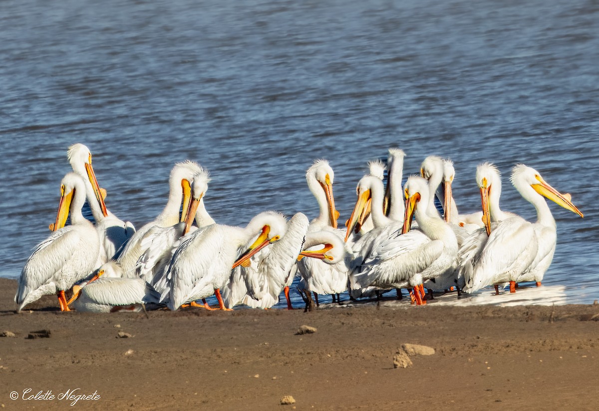 American White Pelican - ML617141399