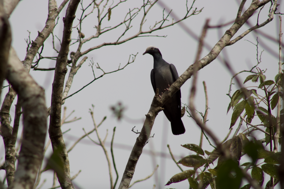 White-crowned Pigeon - ML617141404