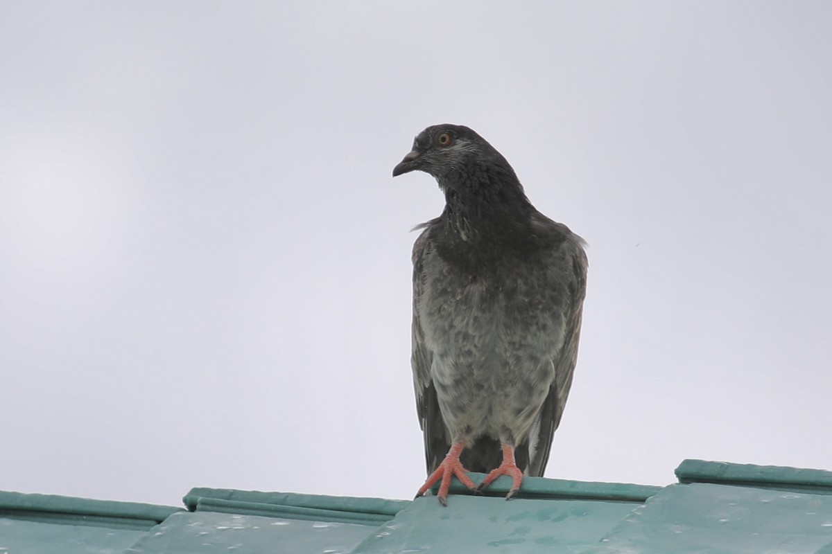 Rock Pigeon (Feral Pigeon) - ML617141411