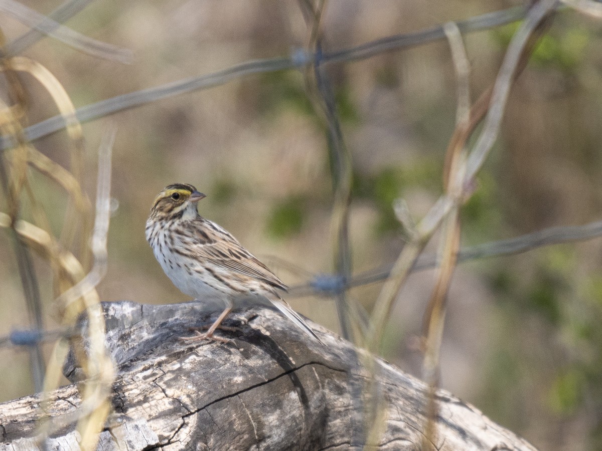 Savannah Sparrow - James Lukenda