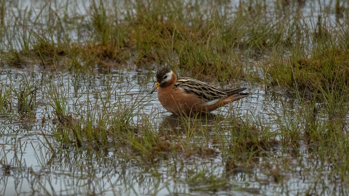 polarsvømmesnipe - ML617141518