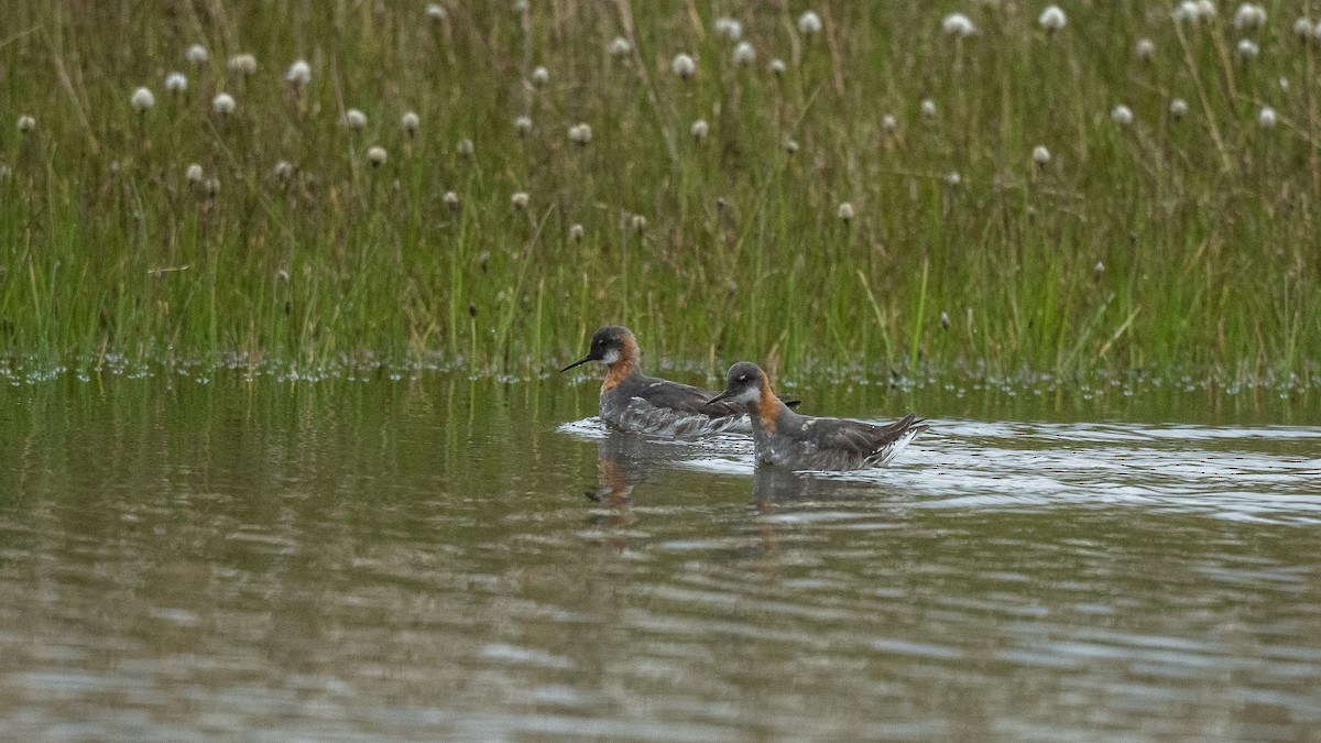 svømmesnipe - ML617141521