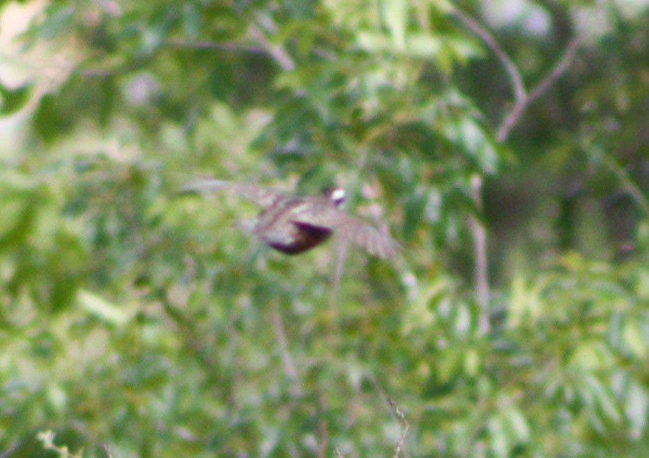 Northern Bobwhite - ML617141525