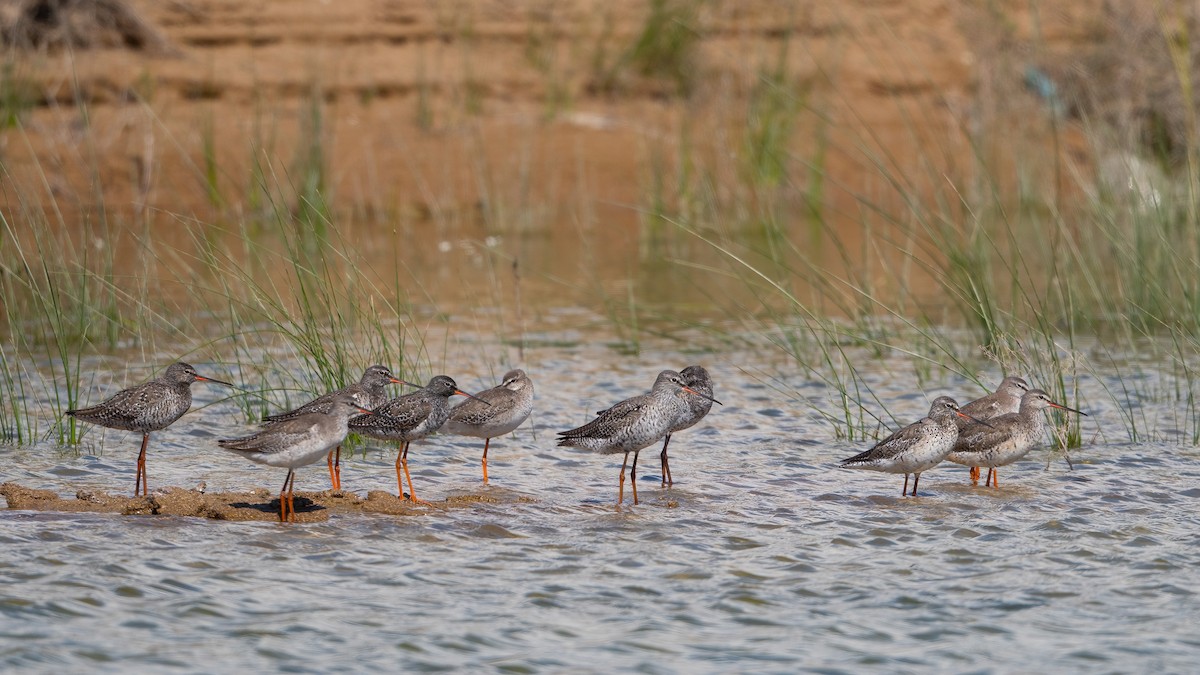 Spotted Redshank - ML617141606