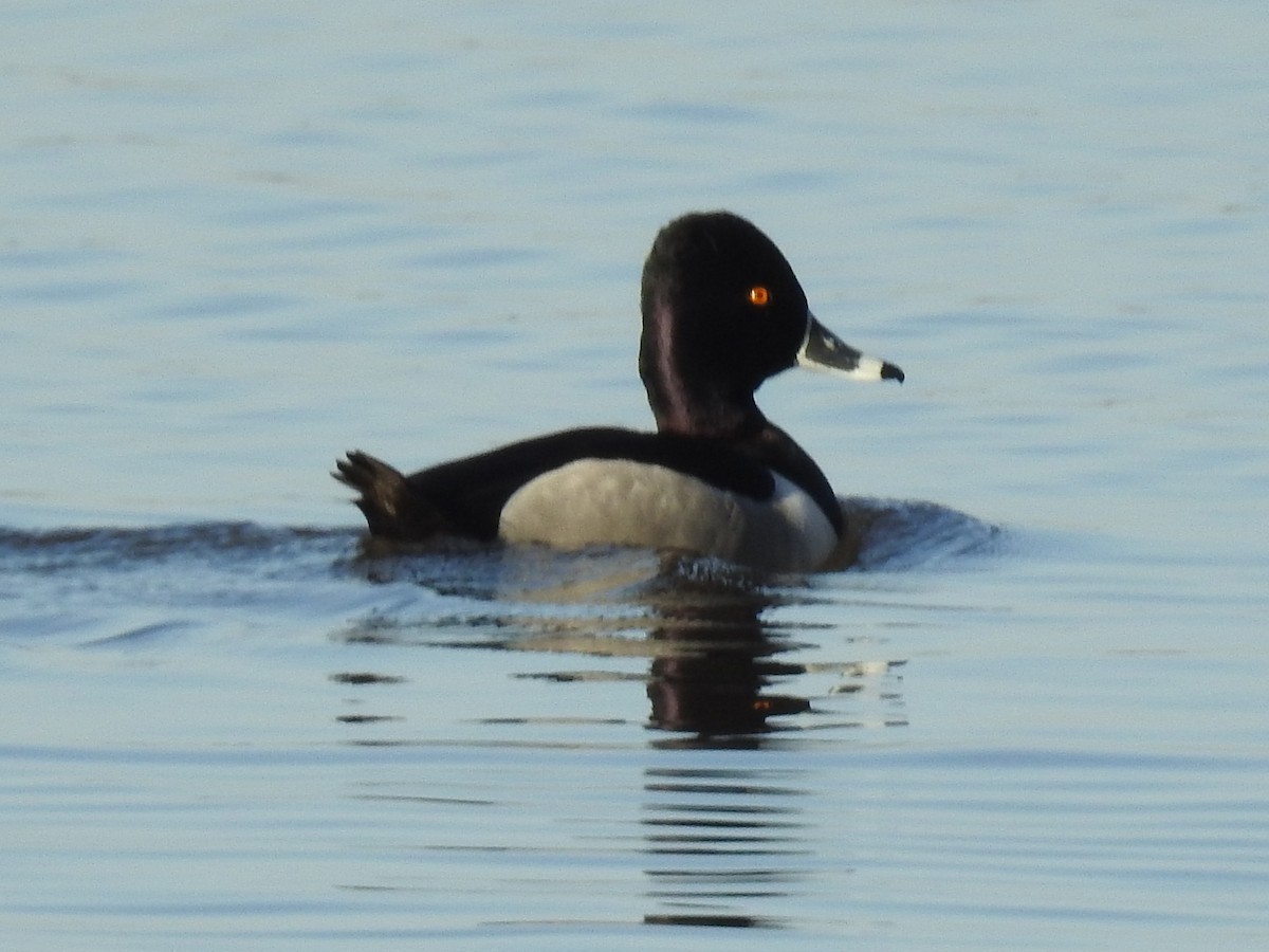 Ring-necked Duck - ML617141628