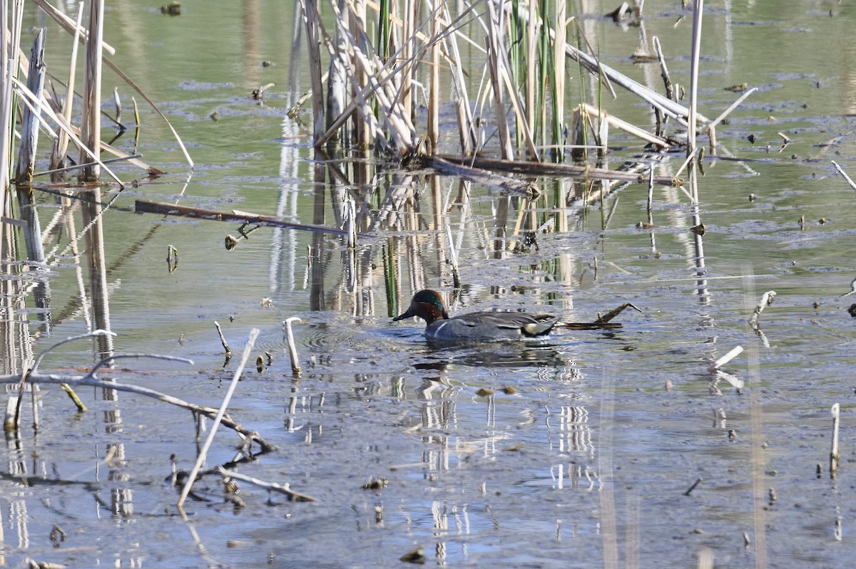 Green-winged Teal - ML617141679