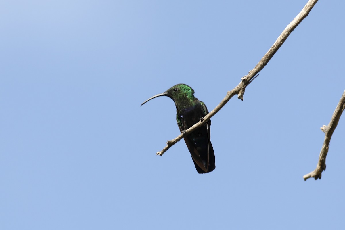 kolibřík hedvábný - ML617141691