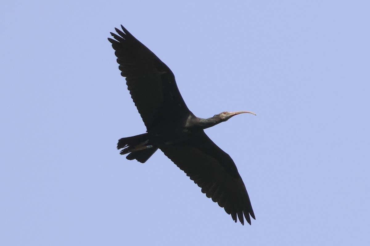 skallet ibis - ML617141723