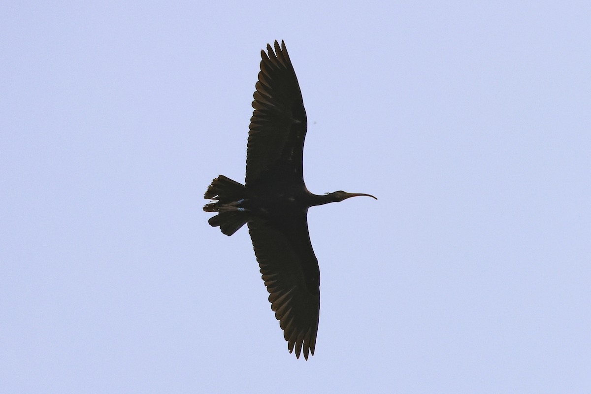 Northern Bald Ibis - Steven Whitebread