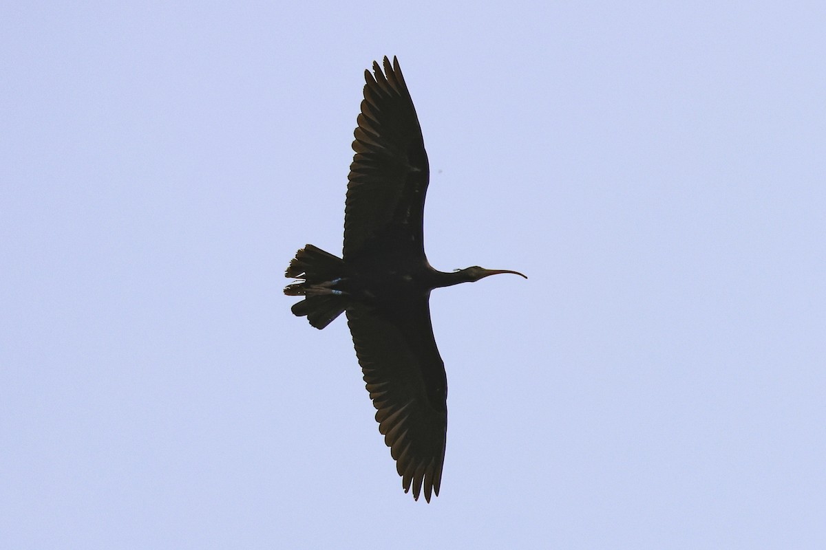 Northern Bald Ibis - ML617141724