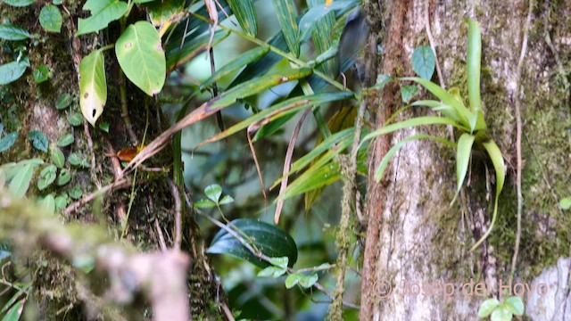 Black-cheeked Warbler - ML617141738