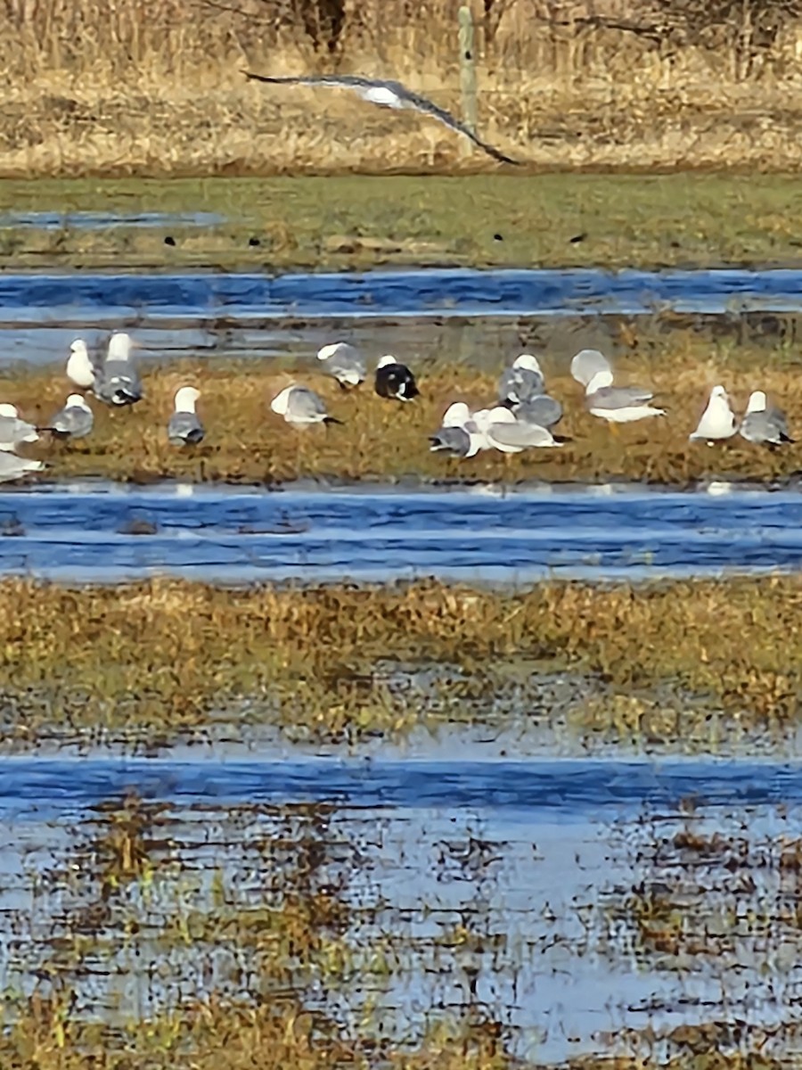 Lesser Black-backed Gull - Bret Lang