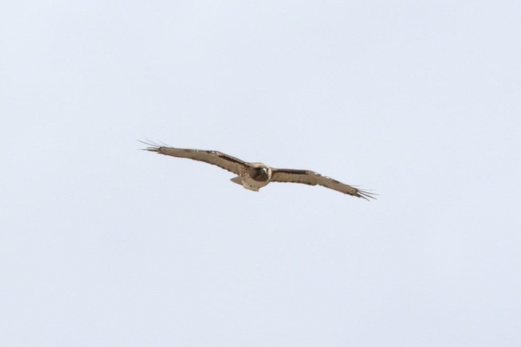 Red-tailed Hawk - ML617141852