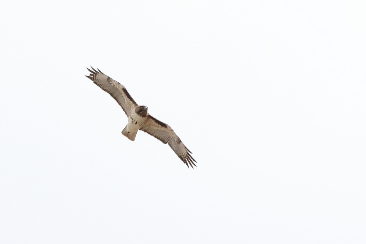 Red-tailed Hawk - ML617141856