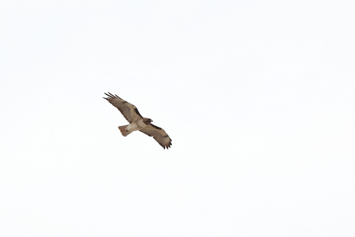 Red-tailed Hawk - ML617141858